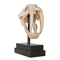 Design Toscano Saber-toothed Tiger Skull Artifact -Design Toscano Store GUEST 08630ab6 e08e 4e75 b34f 88ca634bc212