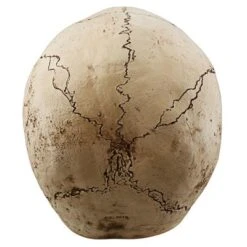 Design Toscano Sinister Simon Giant Skull Sculpture 11 Design Toscano Sinister Simon Giant Skull Sculpture -Design Toscano Store GUEST 98bcdca9 0271 42b4 ad6b b1c7c5f39806