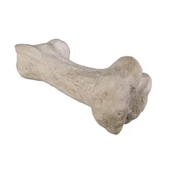 Design Toscano Gigantic Dinosaur Bone Sculpture -Design Toscano Store GUEST a2aef524 cb30 484d 872d 531dbe8f3a3c