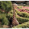Design Toscano Gigi The Garden Giraffe Statue 2 Design Toscano Gigi The Garden Giraffe Statue -Design Toscano Store GUEST d2b5a7c2 c440 4510 acf7 726f4ee9495c