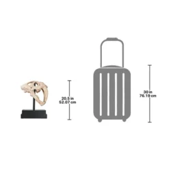 Design Toscano Saber-toothed Tiger Skull Artifact -Design Toscano Store GUEST e407f7c9 e21a 4fc1 82a2 ddd481256dc1